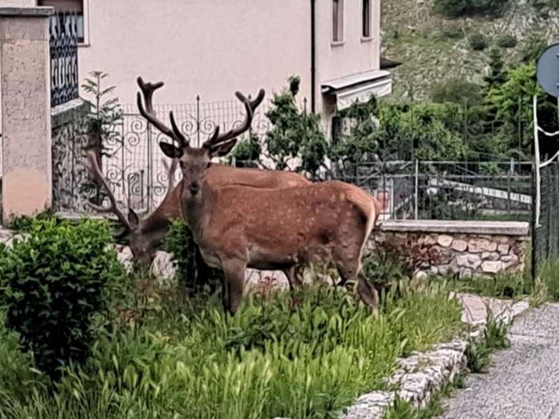 L’Abruzzo vuole abbattere 469 cervi e cerbiatti: «Si sparerà a cuccioli e a femmine gravide, è disumano»