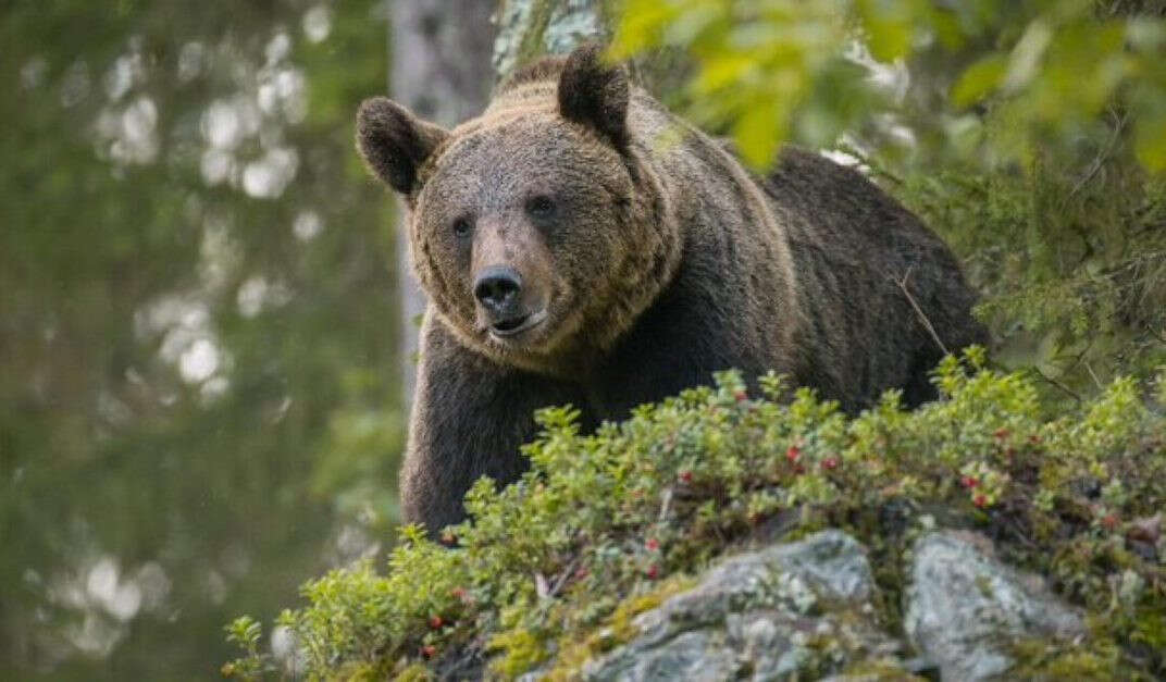 Dro, orsa catturata e rilasciata dai forestali: «Le analisi ci diranno se è quella che ha aggredito il turista». Il gps per monitorare gli spostamenti