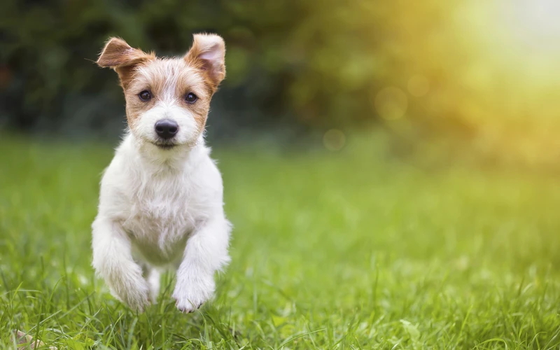Il ministero della Salute proibisce il «puppy yoga»: «Usare i cuccioli è illegale»