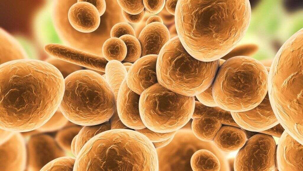 Candida auris: cos’è il batterio patogeno che resiste alle terapie