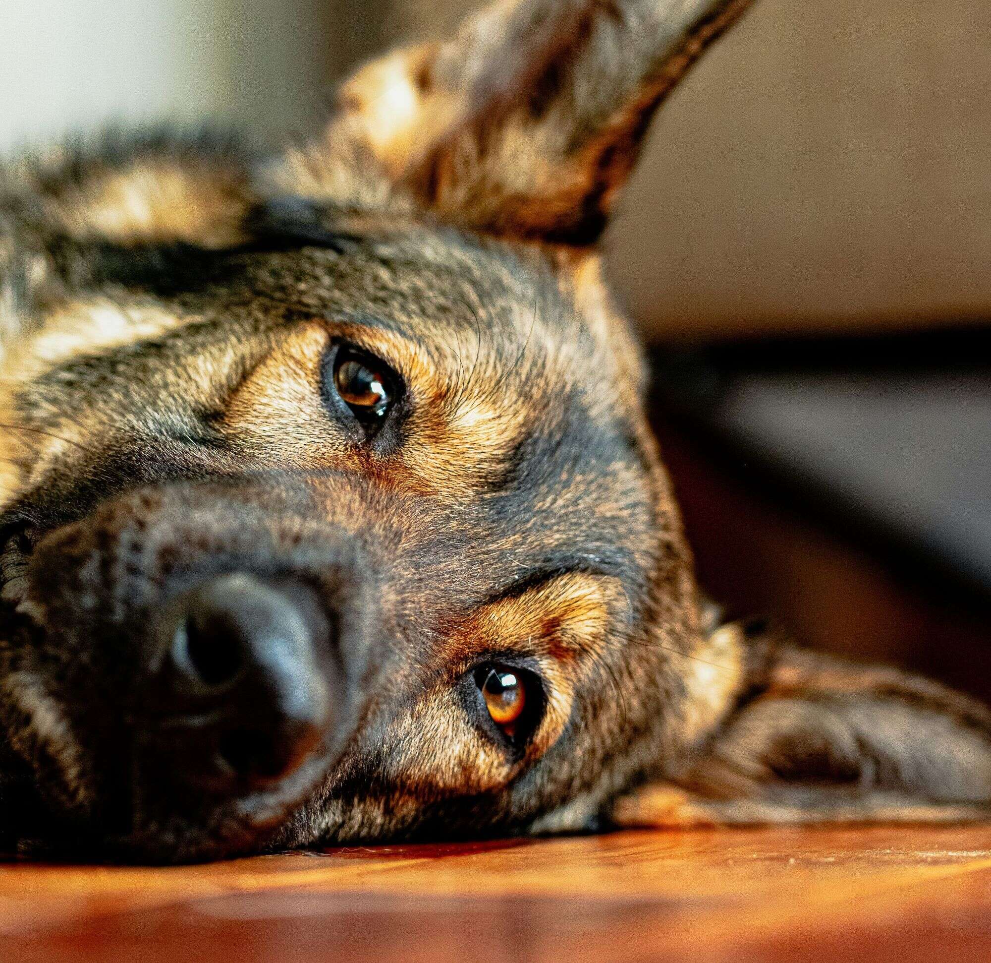 Udine: moglie e marito trovati morti in casa. Il cane, salvo, ha vegliato su loro per una settimana