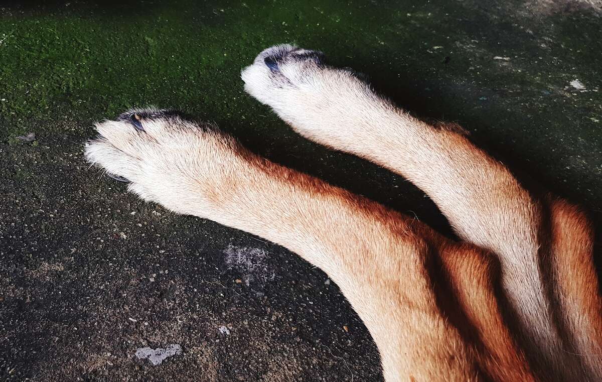 Lega il cane all’auto e lo trascina fino a ucciderlo: pastore di Montefiascone (Viterbo) condannato a 8 mesi di reclusione e 12mila euro di multa