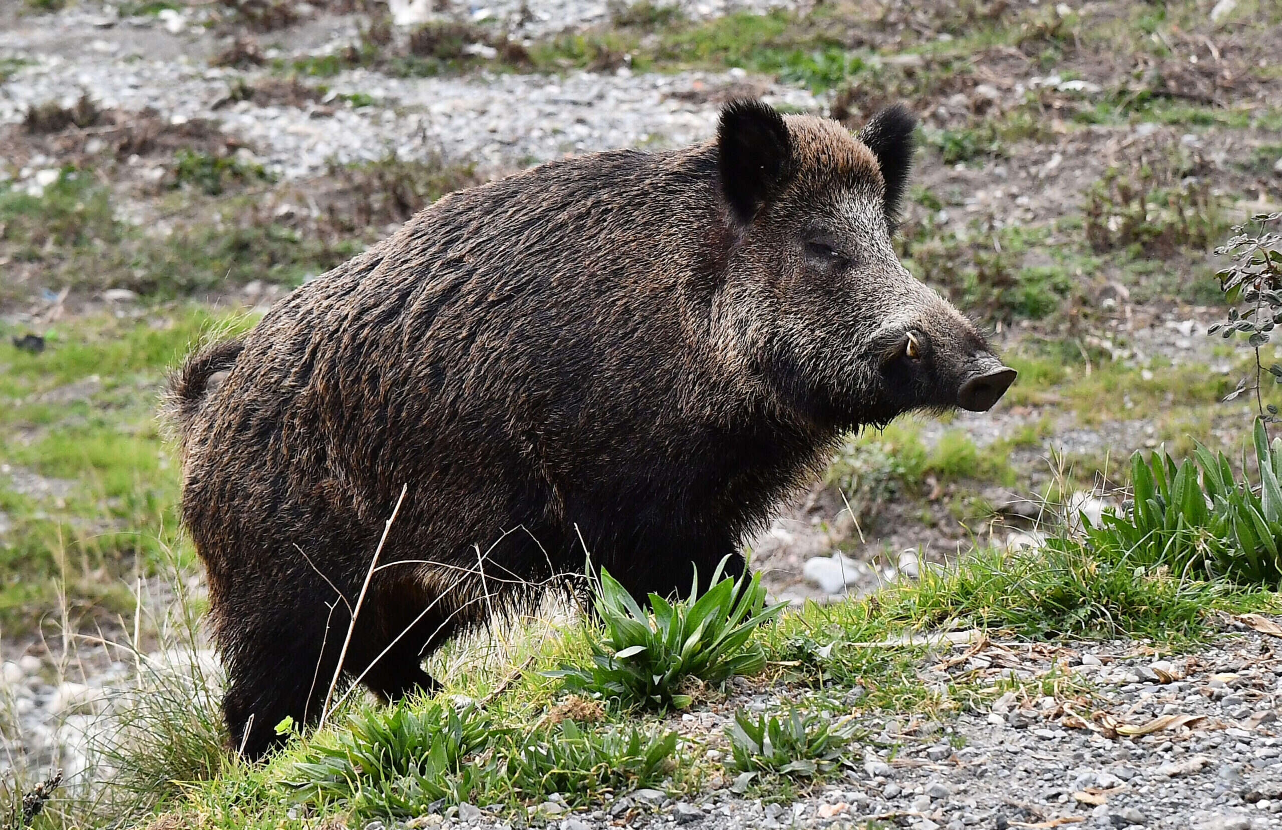 La Regione Lazio fa guerra ai cinghiali: il nuovo piano che prevede spari, gabbie, trappole e visori per stanare gli animali di notte