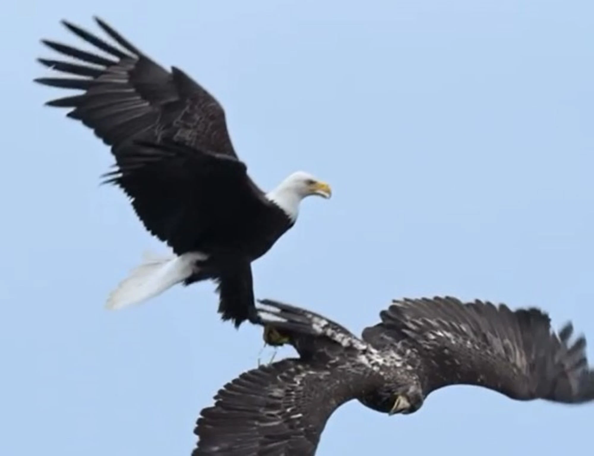 La vecchia aquila che attacca la giovane per rubargli il pesce. Lo straordinario video del fotografo americano Mokul Soman