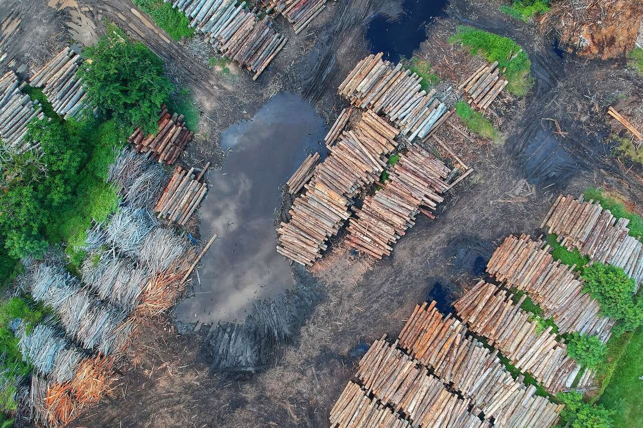 Niente prodotti da terreni recentemente deforestati: arriva la norma Ue, ma gli allevatori brasiliani sanno già come eluderla