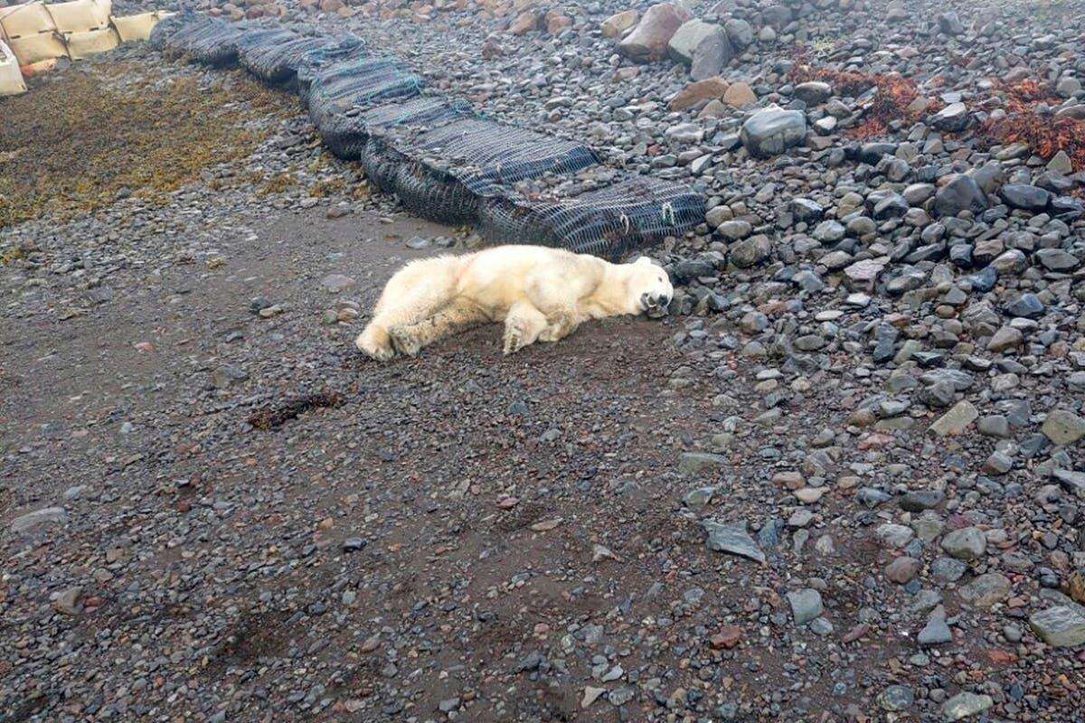 Islanda, orso polare si avvicina alle case e viene ucciso dalla polizia: era arrivato dalla Groenlandia su un iceberg