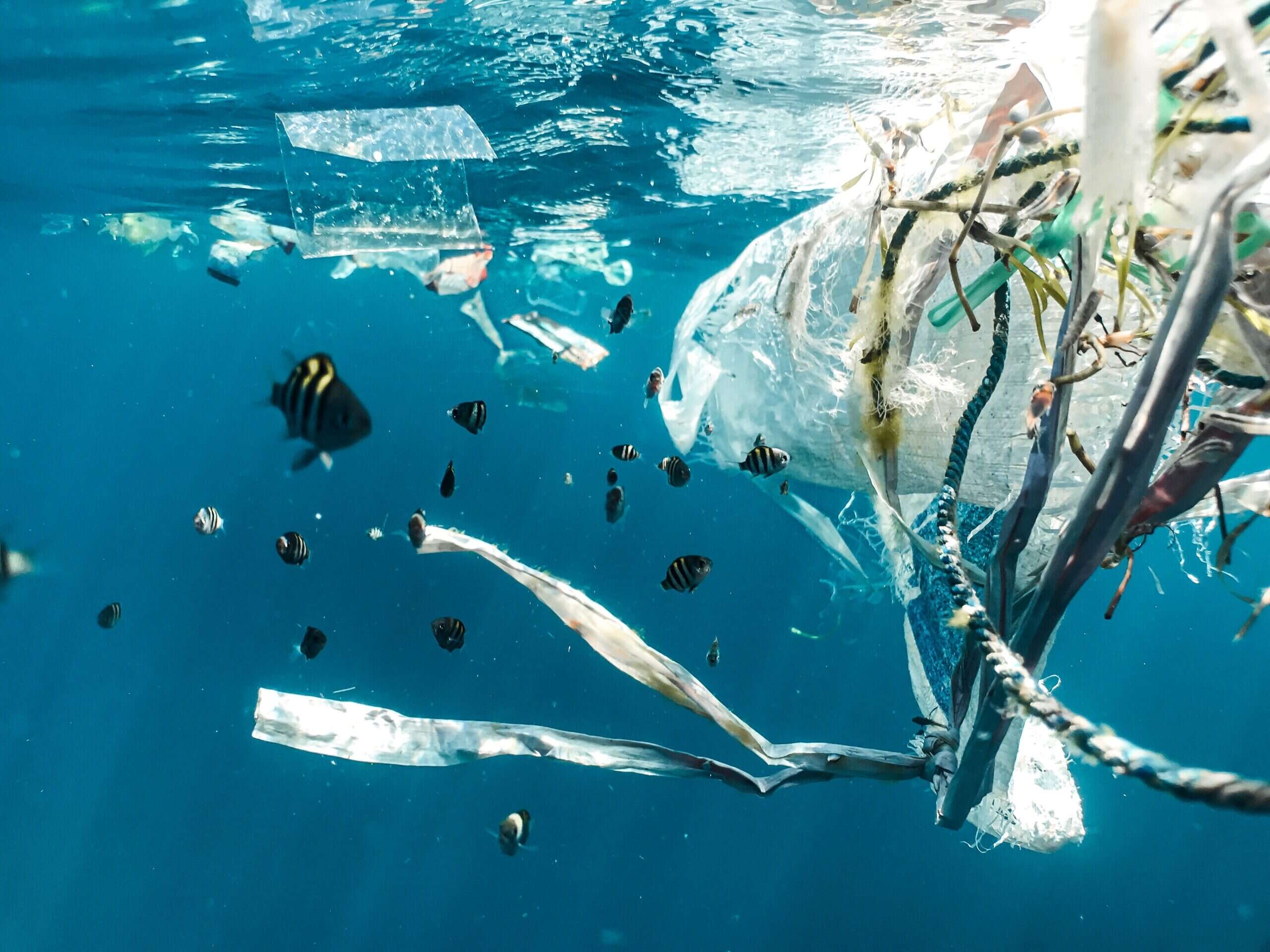 «Presto un poliuretano che si biodegrada nell’ambiente». La scommessa degli scienziati con i batteri che digeriscono la plastica