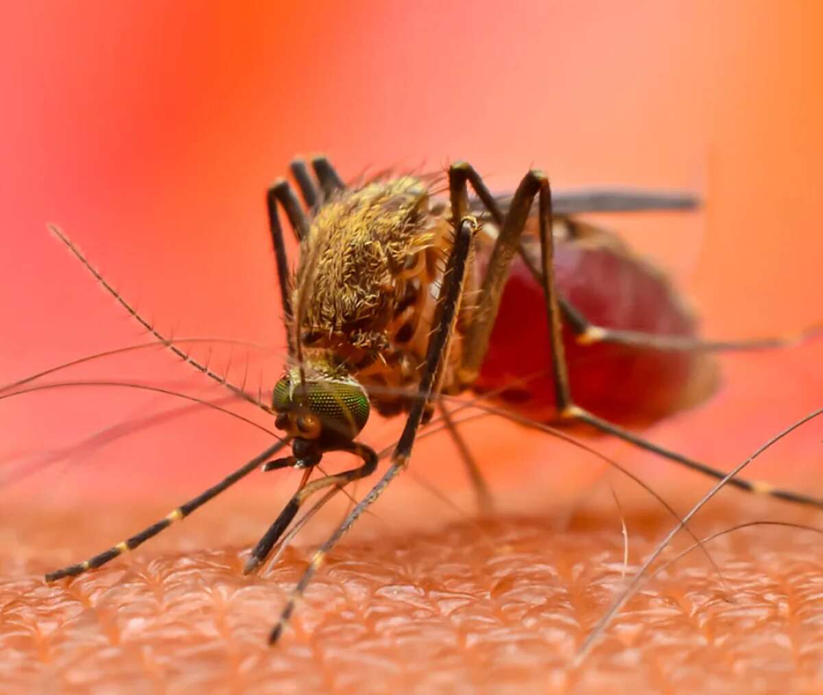 Dengue a Fano, l’allarme di Bassetti e Burioni: «Quel focolaio va arginato»