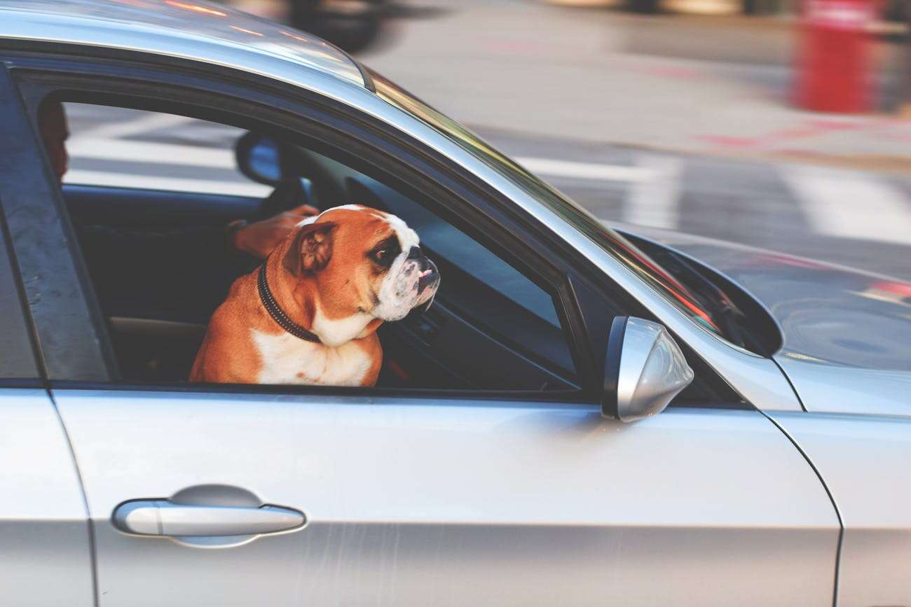 Gorizia, lasciano il cane in auto sotto il sole cocente per andare a fare aperitivo: denunciati due turisti