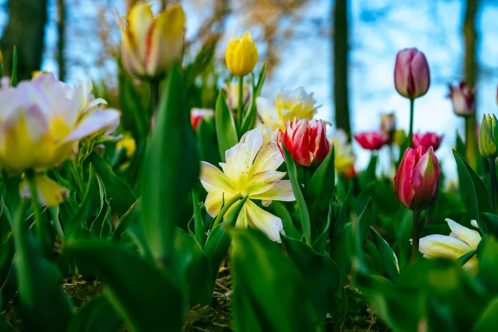 This park was devastated by Hurricane Helene. It’s now blooming with 10,000 tulips