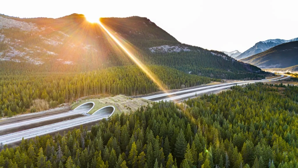 This stunning wildlife overpass helps animals cross one of Canada’s busiest highways