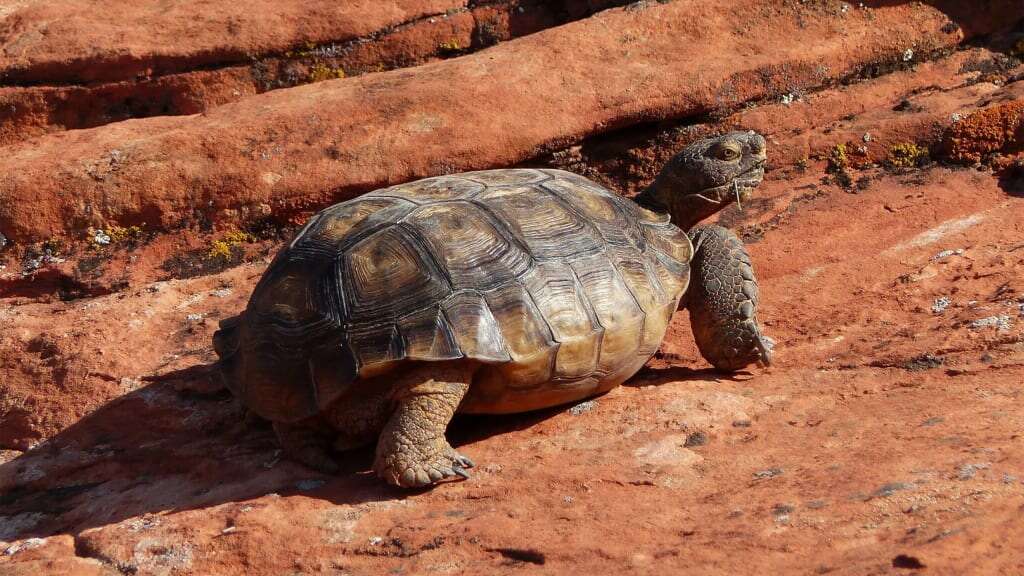 Utah wants to build a highway through a tortoise habitat