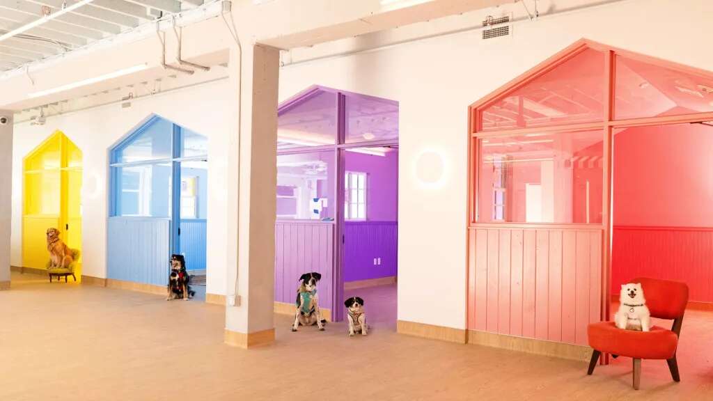 San Francisco’s new cage-free dog shelter is a colorful utopia for older dogs