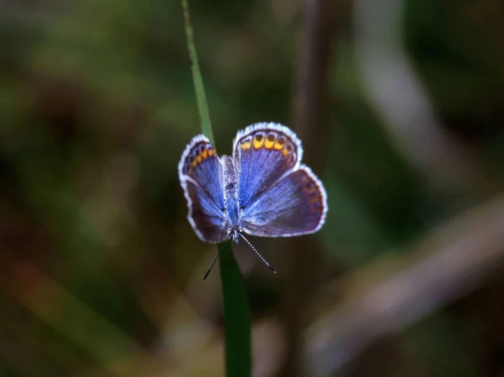How you can help save declining butterflies