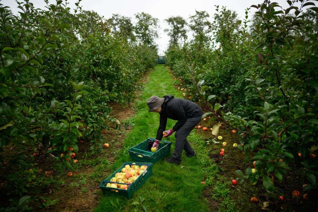 How this ancient practice could fight modern food waste