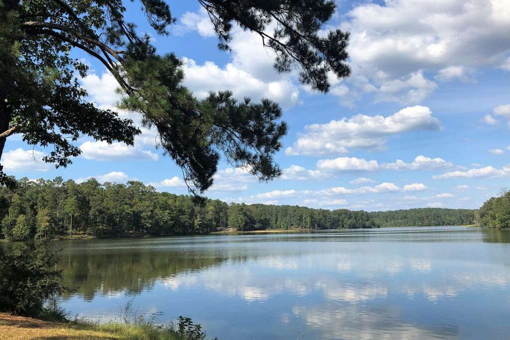 This Alabama national forest is ‘spectacularly diverse’—and Big Oil sees it as a prime target for new drilling