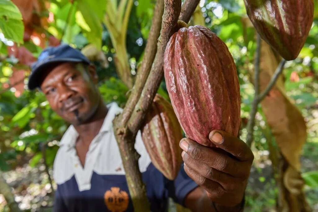 Chocolate prices will continue to rise. Blame aridity