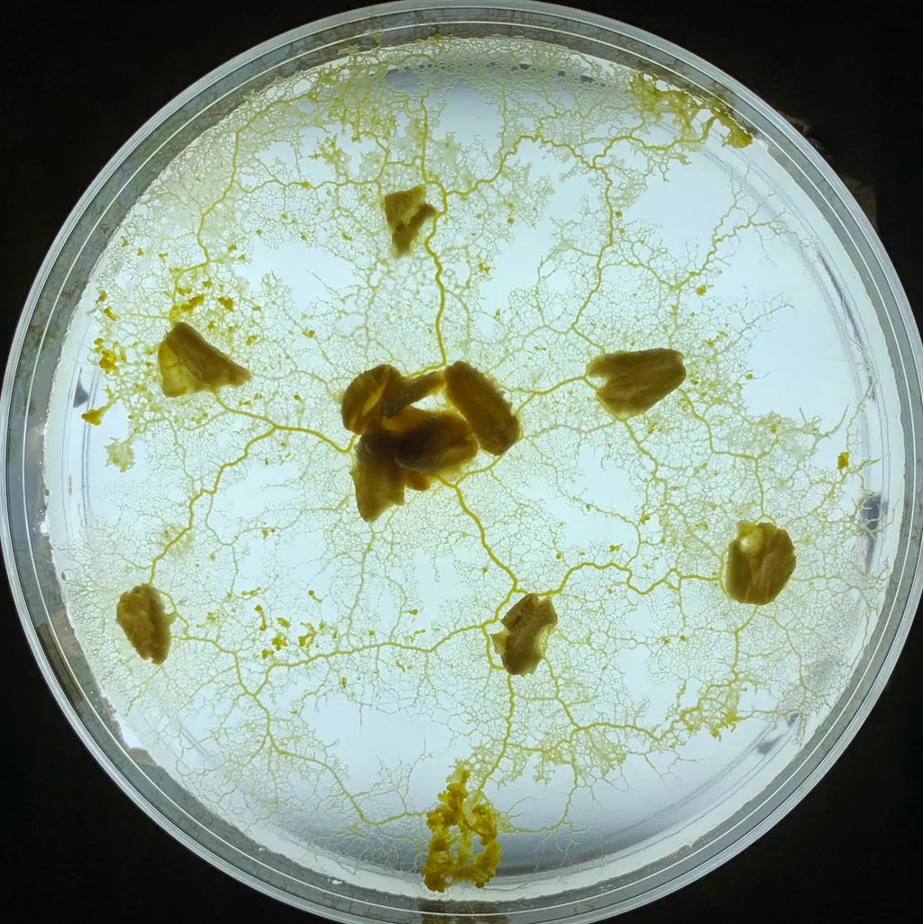 Forget AI training data. This startup learned from slime mold