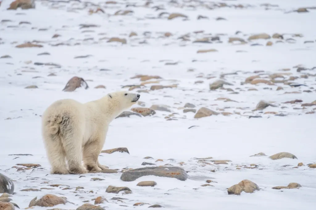 The sticky geniuses behind Post-Its and Scotch Tape made a polar bear tracker that clings to their fur