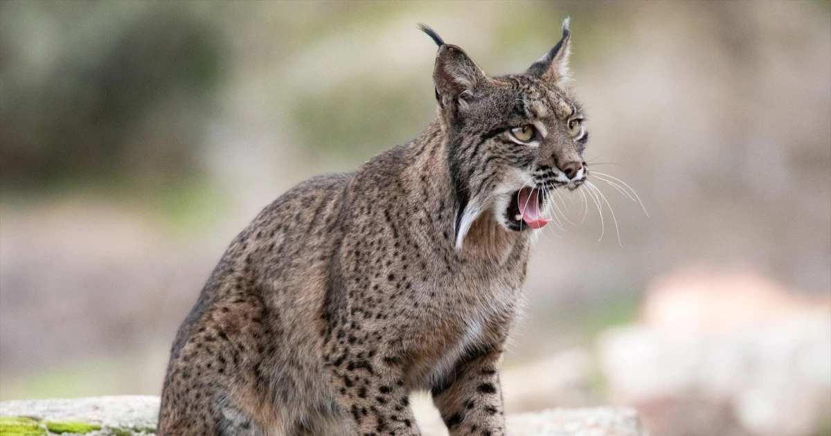 
         El lince ibérico vuelve a reinar en Almería: un símbolo vivo de la mayor recuperación ambiental de Europa 
    