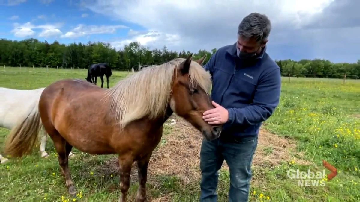 New Brunswick mental health counsellor uses equine-assisted therapy to help clients