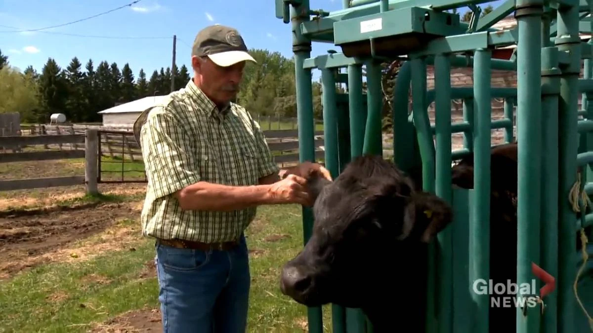 ‘It’s not a big draw’: veterinarian shortage impacting rural practice