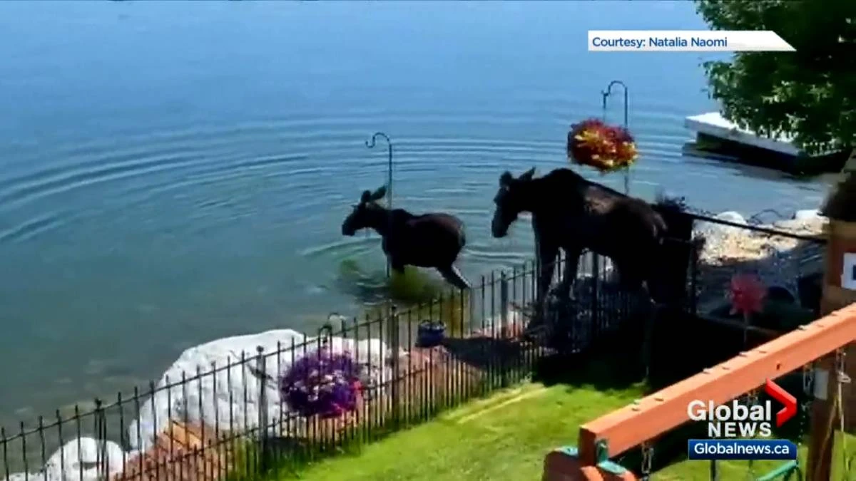 Pair of moose take a dip in Calgary lake