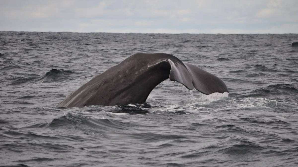 U.S.-Norwegian whale study triggers wave of backlash