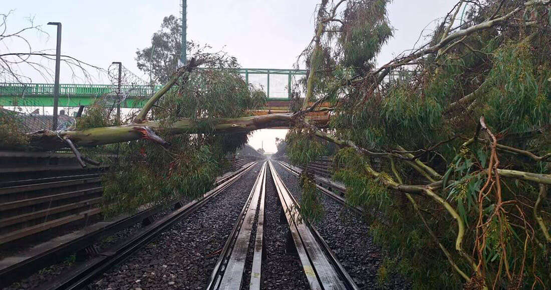 FOTOS y VIDEOS ¬ Lluvias provocan la caída de árboles en diversos puntos de la CdMx