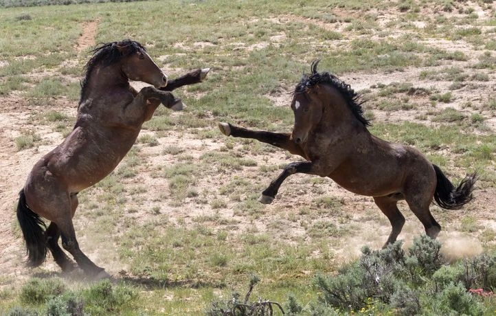 3 questions que vous vous posez sur le cheval