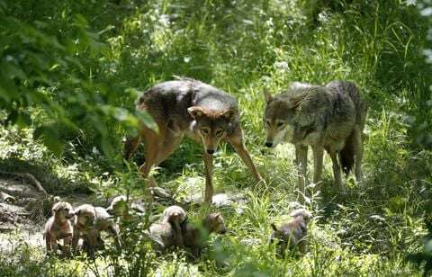 Et si les loups préhistoriques étaient volontairement devenus des chiens ?