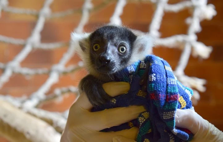 Menacé d’extinction, ce petit lémurien se reproduit dans ce zoo français
