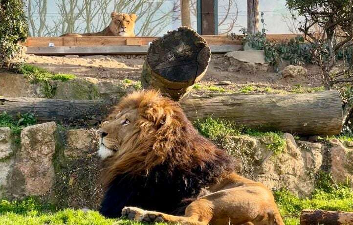 Qui sont les lions Ysis et Yoda qui vont être transférés en Afrique du Sud ?