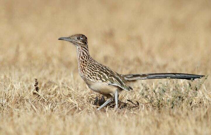 Les coucous : des oiseaux tantôt migrateurs, tantôt sédentaires