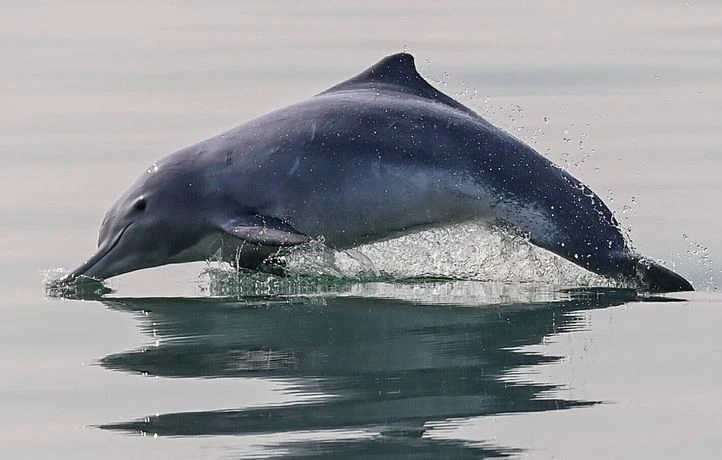 Après un mois d’interdiction pour protéger les dauphins, la pêche de nouveau autorisée