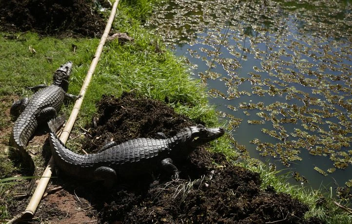 Cinq survivants coincés 36h dans un marais infesté de caïmans en Amazonie
