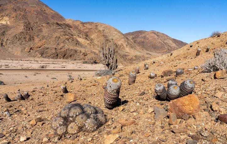 Un vaste trafic de cactus rares démantelé entre l’Italie et le Chili