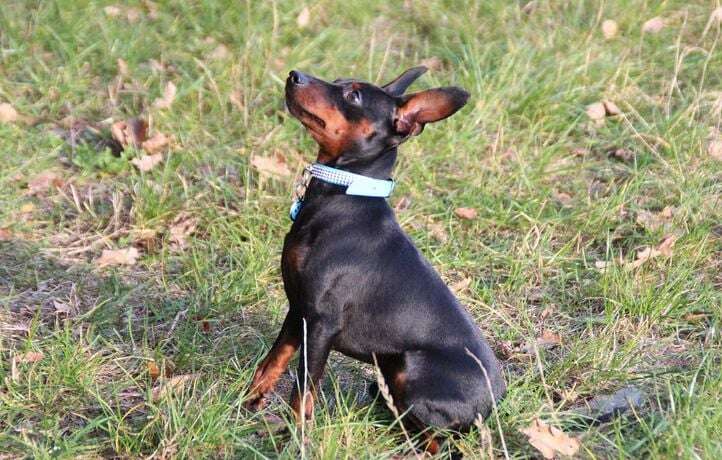 Il retrouve son chien huit ans après l’avoir perdu lors d’un déménagement