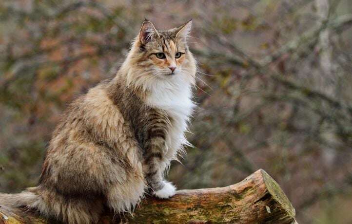 Chat insolite : le norvégien