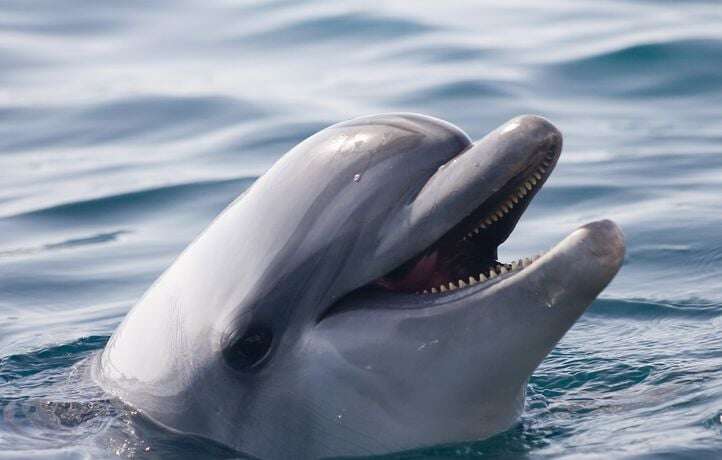 Un dauphin saute dans un bateau de pêche et provoque le chaos