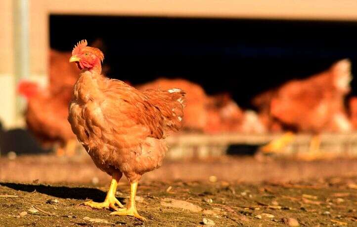 Une éleveuse de l’Eure détend ses poules avec du CBD