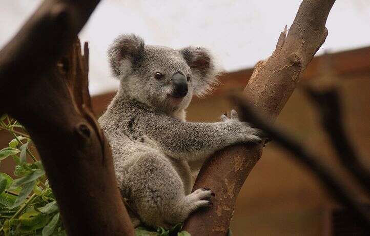 Un koala s’aventure sur le quai d’une gare de Sydney en pleine nuit