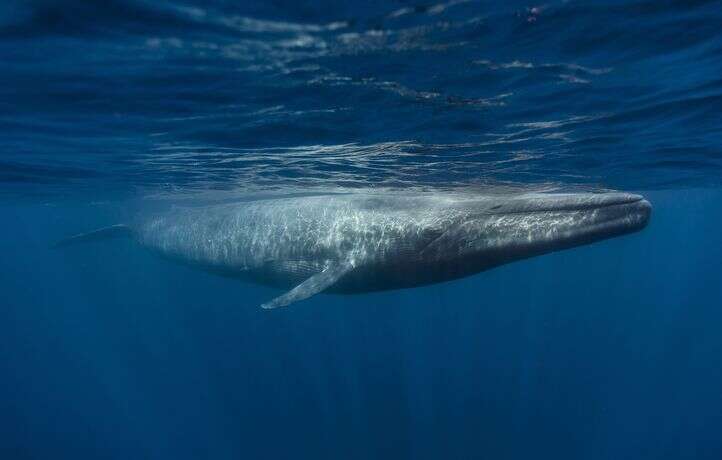 Une étude sismique suspendue en urgence pour protéger les baleines