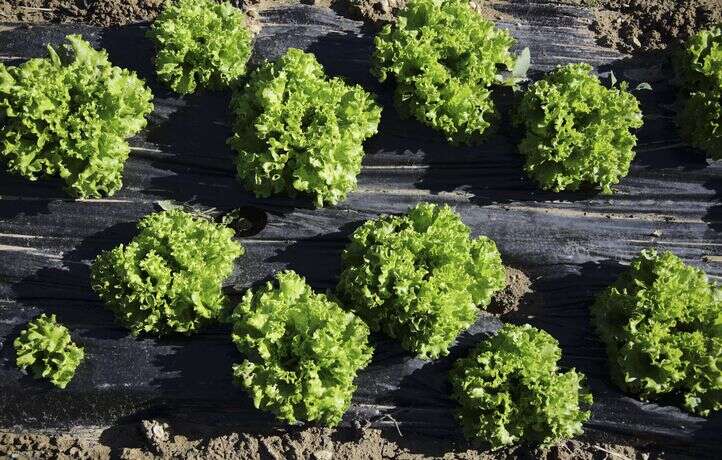 Mais pourquoi l’agriculture biologique flanche-t-elle en France ?