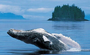 Un pêcheur sain et sauf après avoir été avalé puis recraché par une baleine