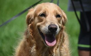 Quelle est cette mystérieuse maladie qui tue les chiens aux États-Unis ?