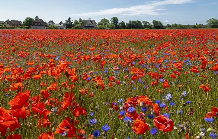 Et si le printemps était déjà là ? Ce que nous réserve la météo cette semaine