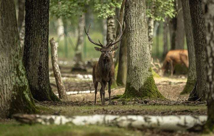 C’est quoi ce projet de décret sur la chasse au cerf qui fait polémique ?