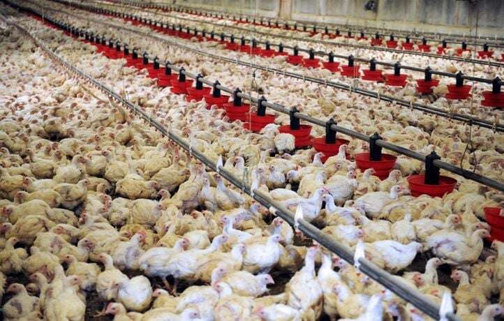 Ils veulent tuer dans l’œuf le méga poulailler de 600.000 poulets