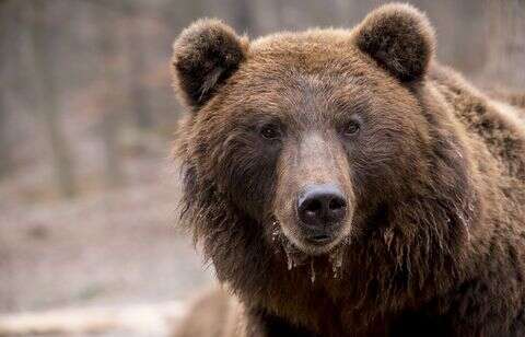 Un ours passe sur une plage bondée et va tranquillement se baigner